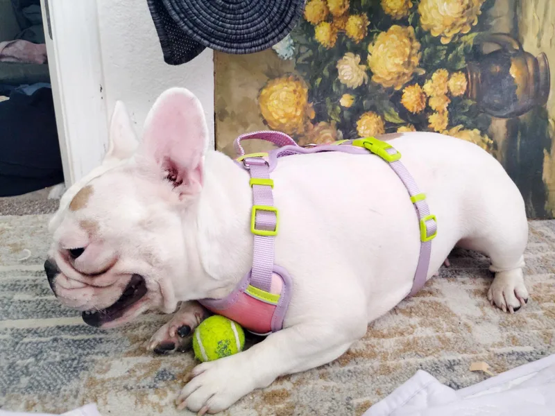 A young small-sized female French Bulldog dog named Sugar and Sheba for adoption in Folsom, CA