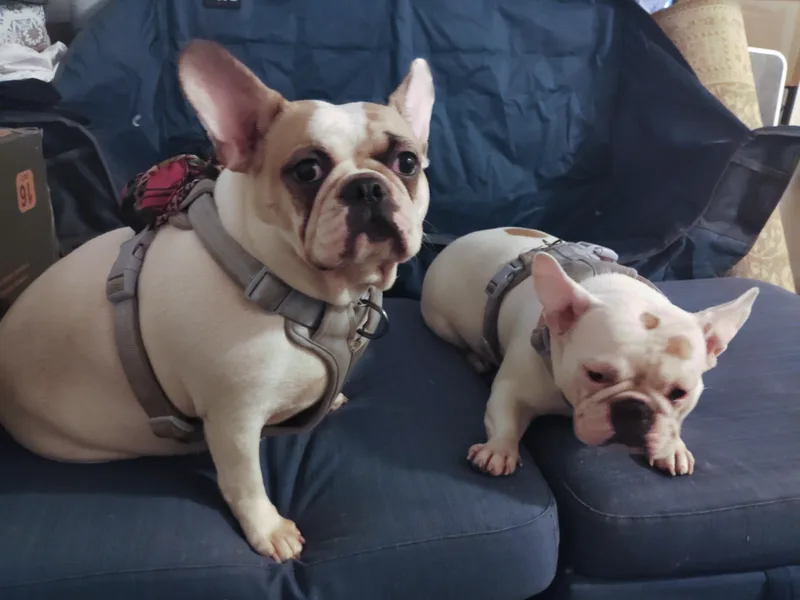 Sugar and Sheba thumbnail 2
