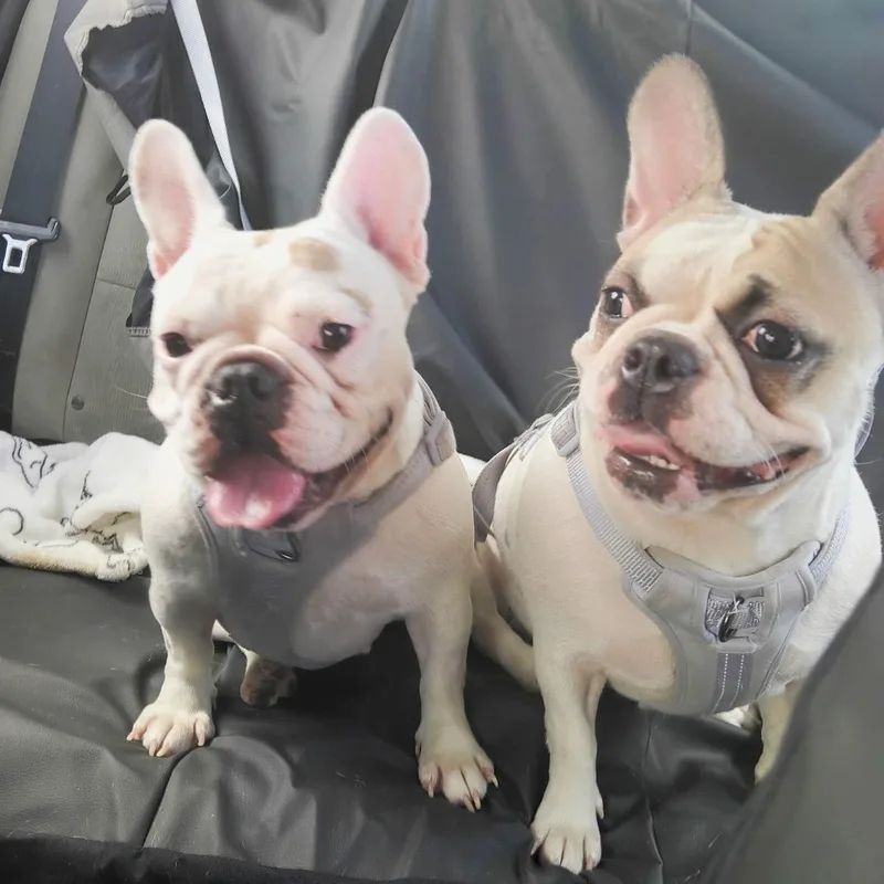 Sugar and Sheba thumbnail 3