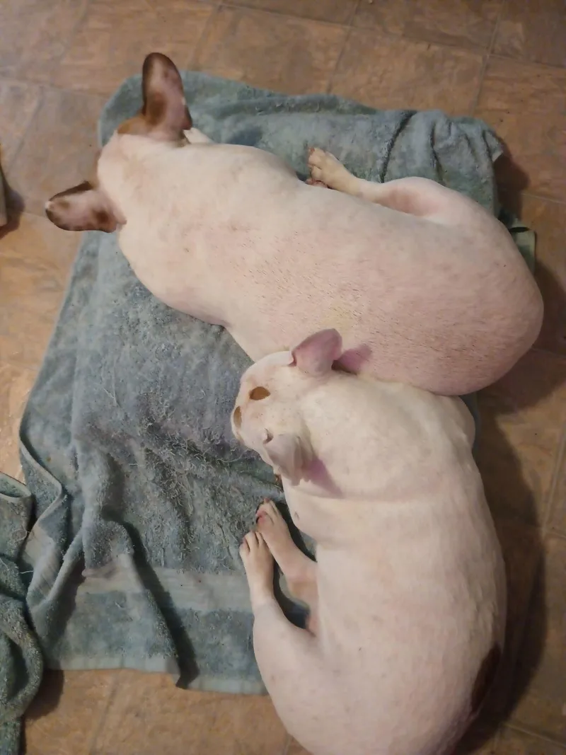 Sugar and Sheba thumbnail 4
