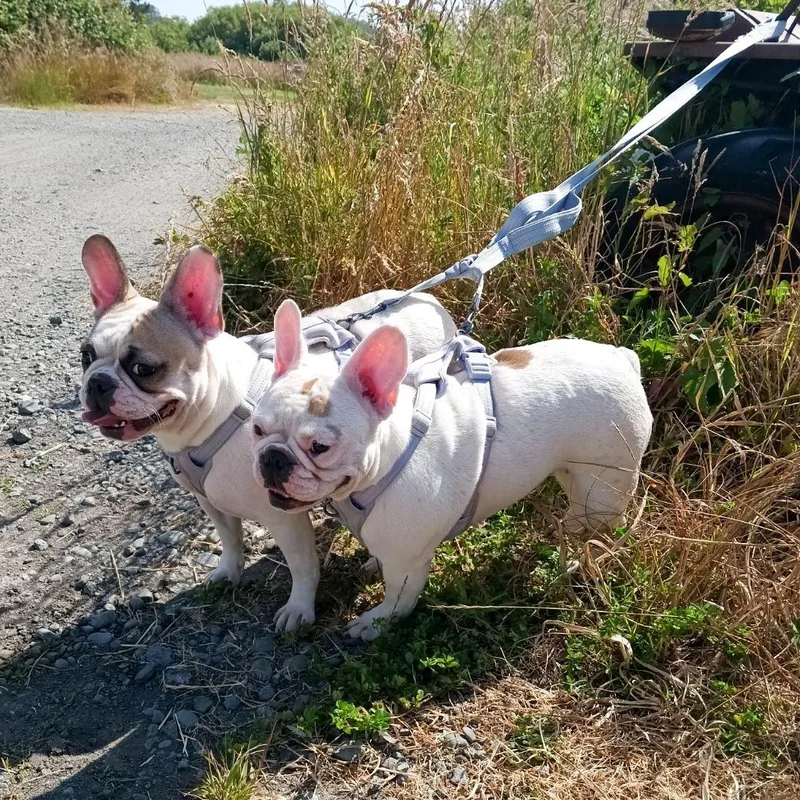 Sugar and Sheba thumbnail 5