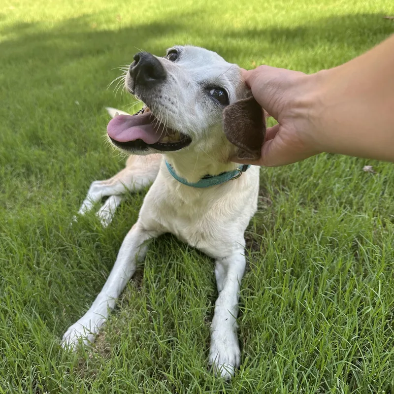 A senior small-sized female Apricot / Beige Jack Russell Terrier dog named Flo for adoption in Rock Hill, SC