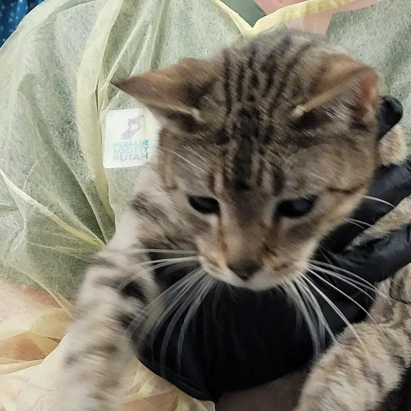 Delilah