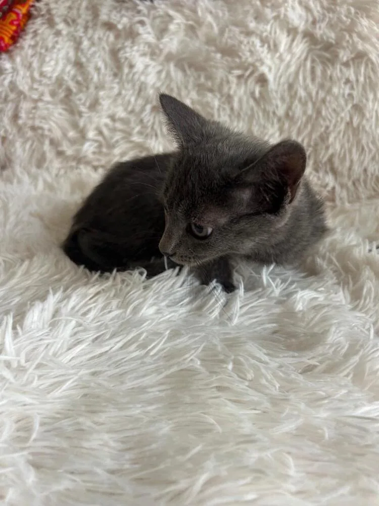 A baby medium-sized female Blue Point Domestic Short Hair cat named Heidi for adoption in Oceanside, CA