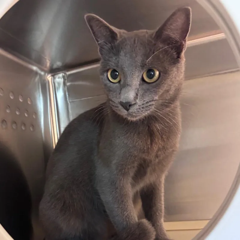 A young medium-sized female Domestic Short Hair cat named Baby Clam Bake for adoption in Norman, OK