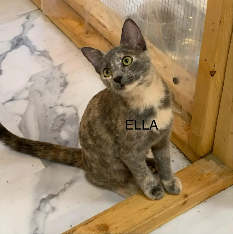A young medium-sized female Dilute Tortoiseshell Domestic Short Hair cat named Ella for adoption in Saint Charles, MO