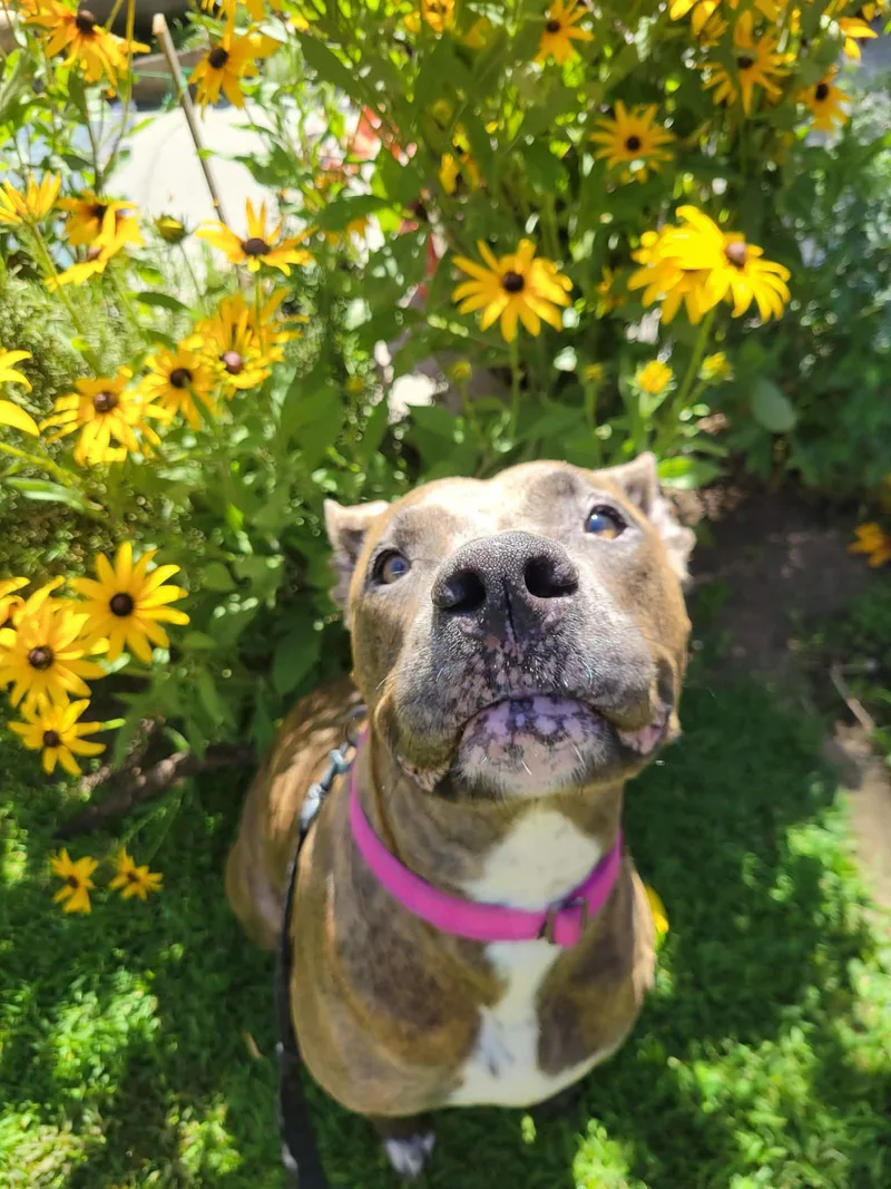 An adult large-sized female Brindle Pit Bull Terrier dog named Gemma for adoption in Beavercreek, OR