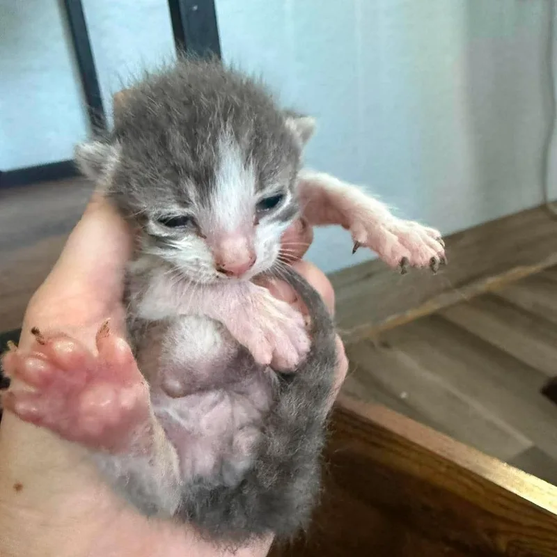 A baby small-sized male Gray / Blue / Silver Domestic Short Hair cat named Sully for adoption in Bastrop, TX