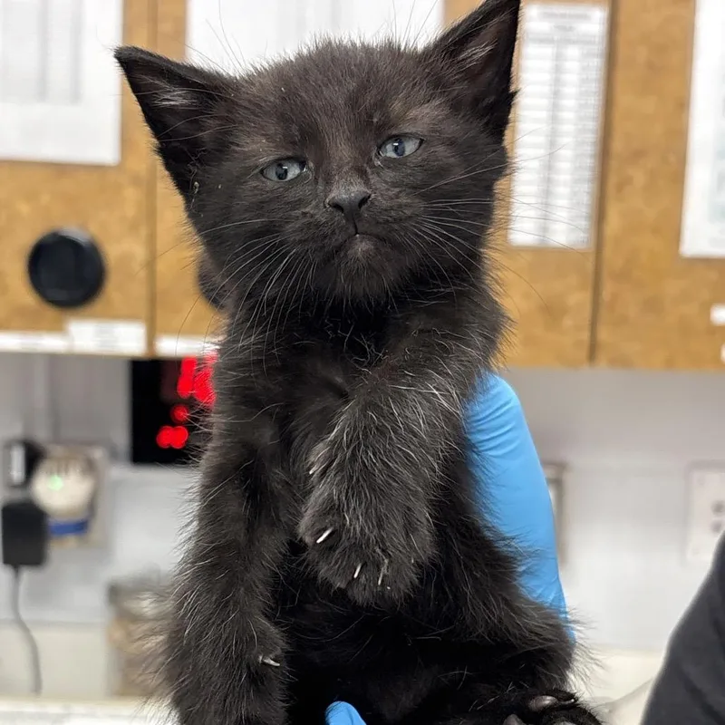 A baby small-sized male Black Domestic Short Hair cat named Bobbi for adoption in West Palm Beach, FL