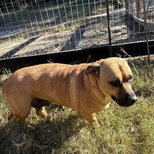 A young medium-sized female Yellow / Tan / Blond / Fawn Basset Hound dog named Waddles for adoption in Sanford, NC