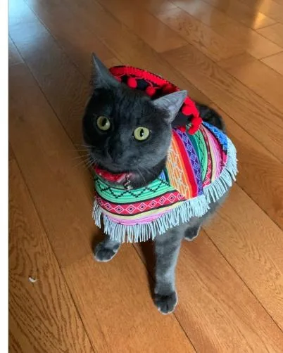 An adult medium-sized female Domestic Short Hair cat named Snoopy for adoption in Derwood, MD