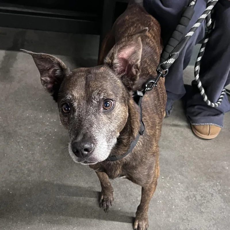 An adult medium-sized male Dutch Shepherd dog named Clyde for adoption in Tampa, FL