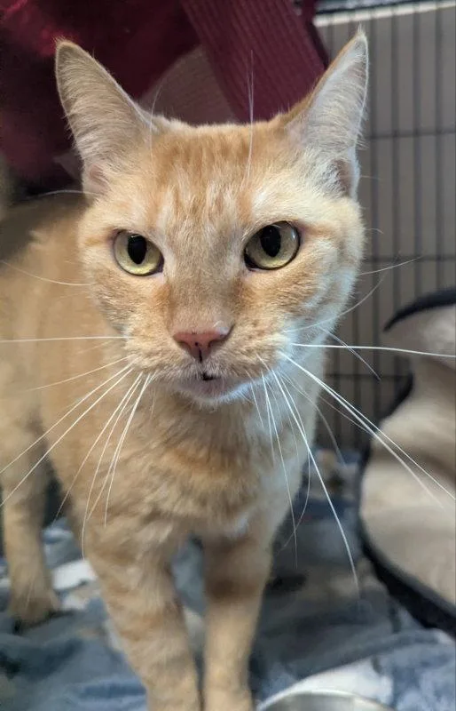 An adult medium-sized female Tabby cat named Ursula for adoption in Ocala, FL