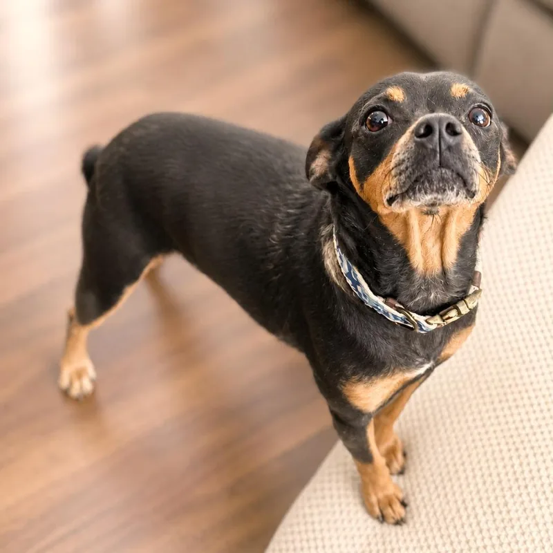 An adult small-sized female Black Chihuahua dog named Paloma for adoption in Boerne, TX