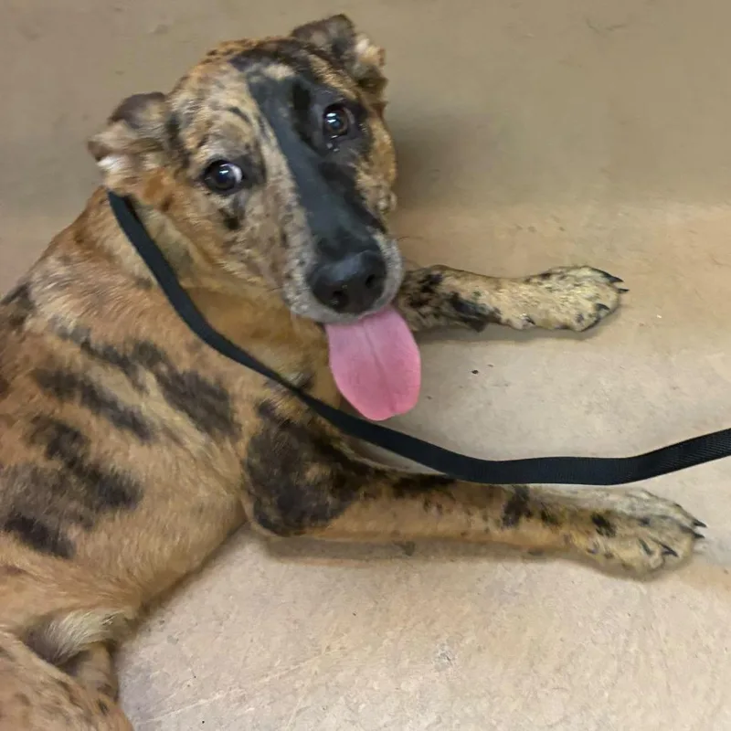 A young medium-sized male Brown / Chocolate Mixed Breed dog named Split Decision for adoption in Gadsden, AL