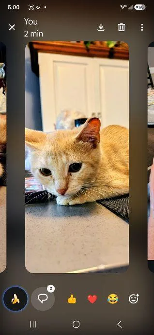 A baby medium-sized male Domestic Medium Hair cat named Cee Cee for adoption in Belvidere, NJ