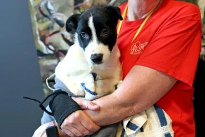 A baby medium-sized male Mixed Breed dog named At Home Gym for adoption in West Chester, PA