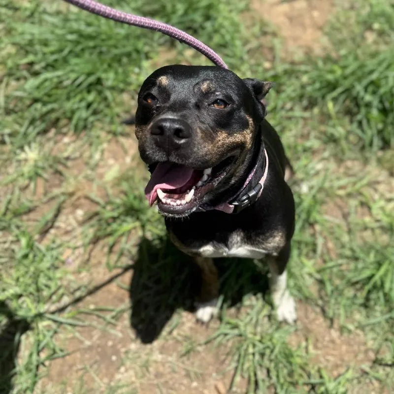 An adult medium-sized female Black Shepherd dog named Magic for adoption in Collinsville , OK