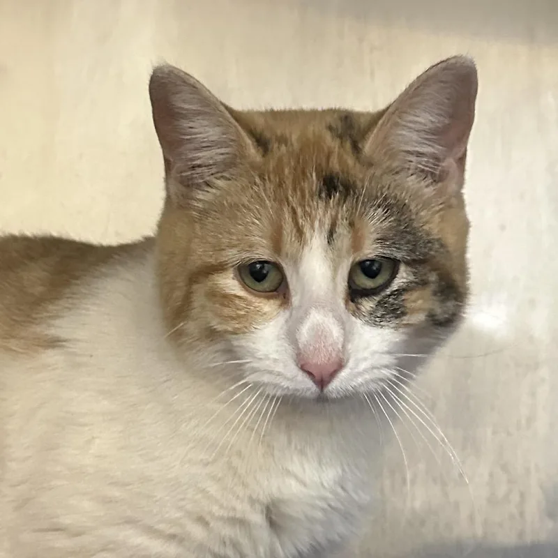A young medium-sized female Orange / Red Domestic Short Hair cat named Peppermint for adoption in Palestine, TX