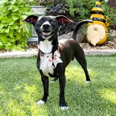An adult small-sized male Black Chihuahua dog named Thunder for adoption in Southport, CT