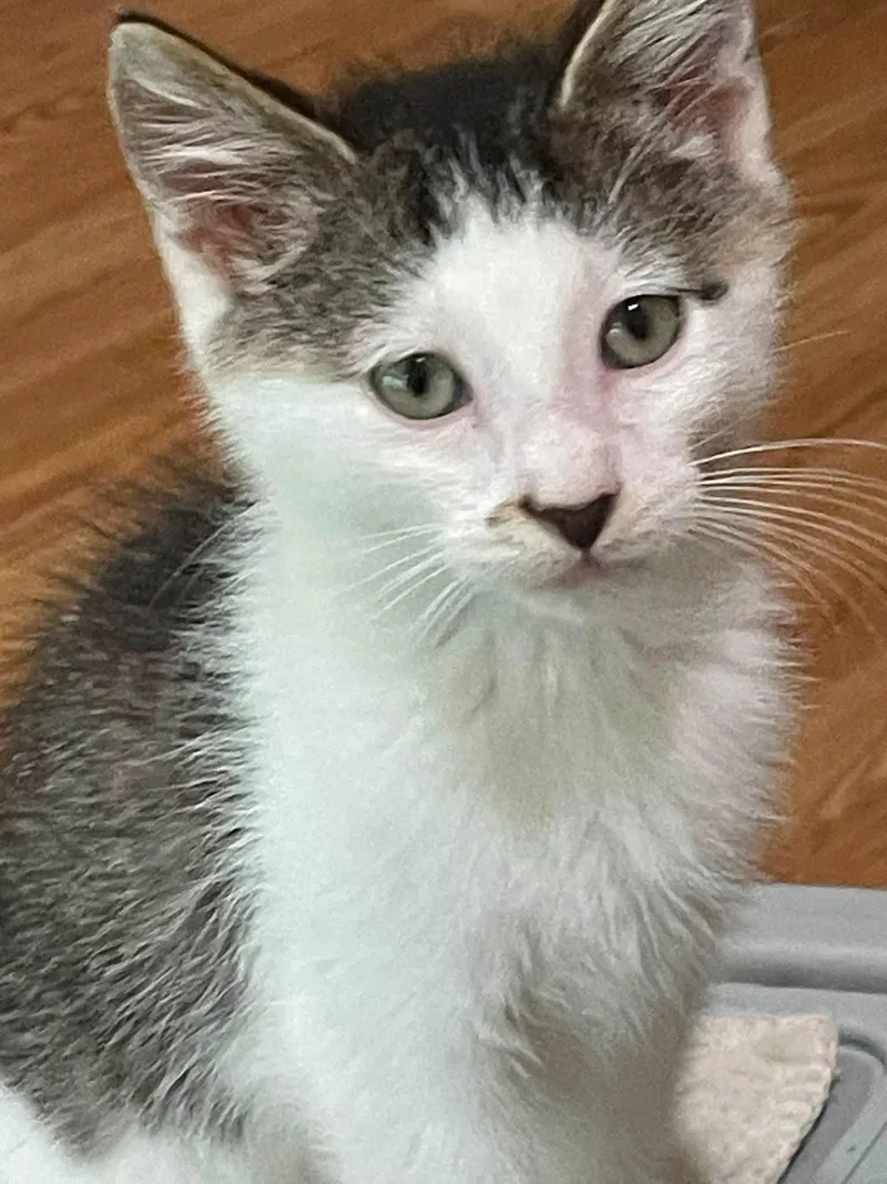 A baby medium-sized male Tabby (Gray / Blue / Silver) Domestic Short Hair cat named Heathcliff for adoption in Concord, NC