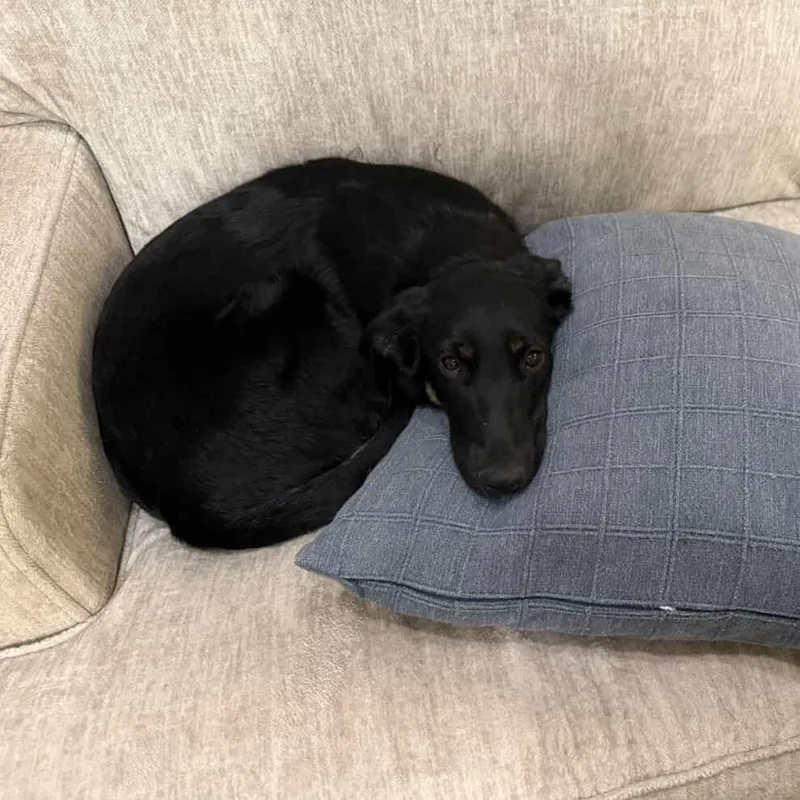 Roxy~ Petite & Cat thumbnail 4