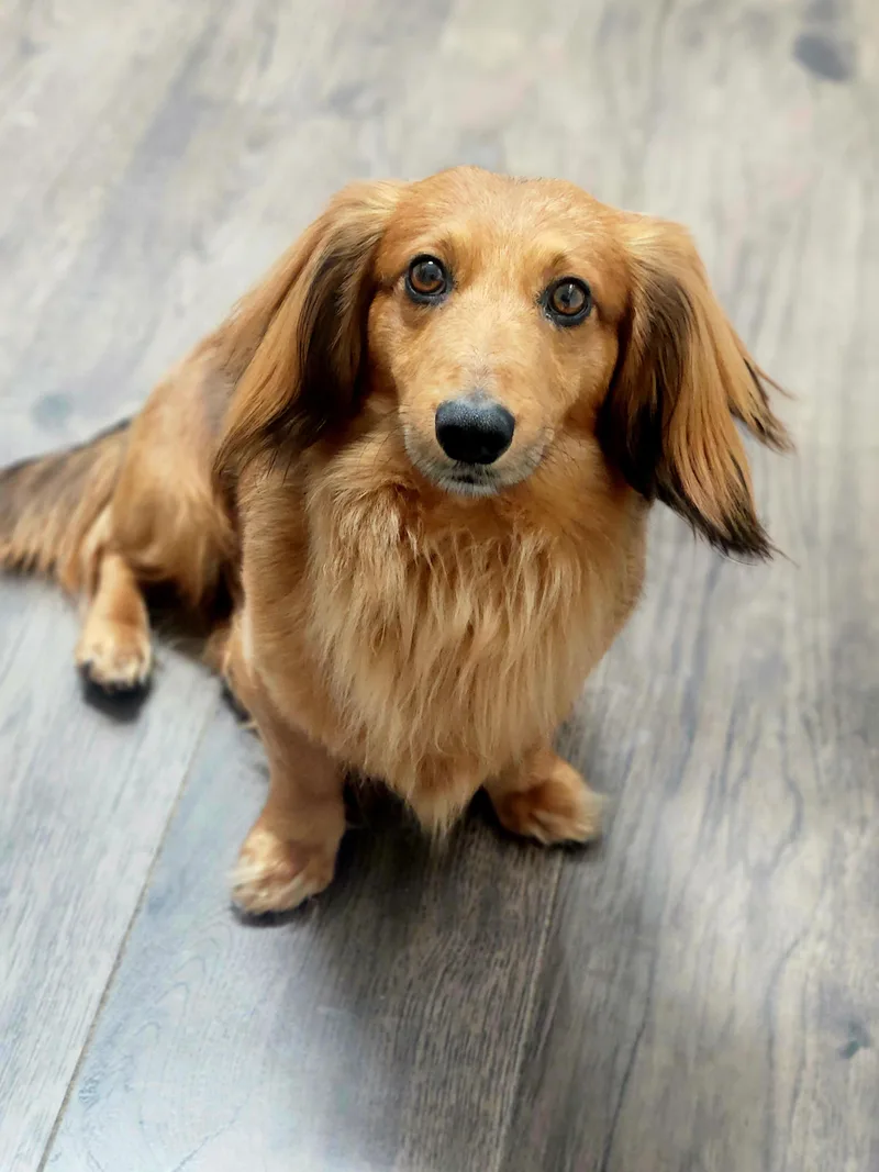 Schnitzel