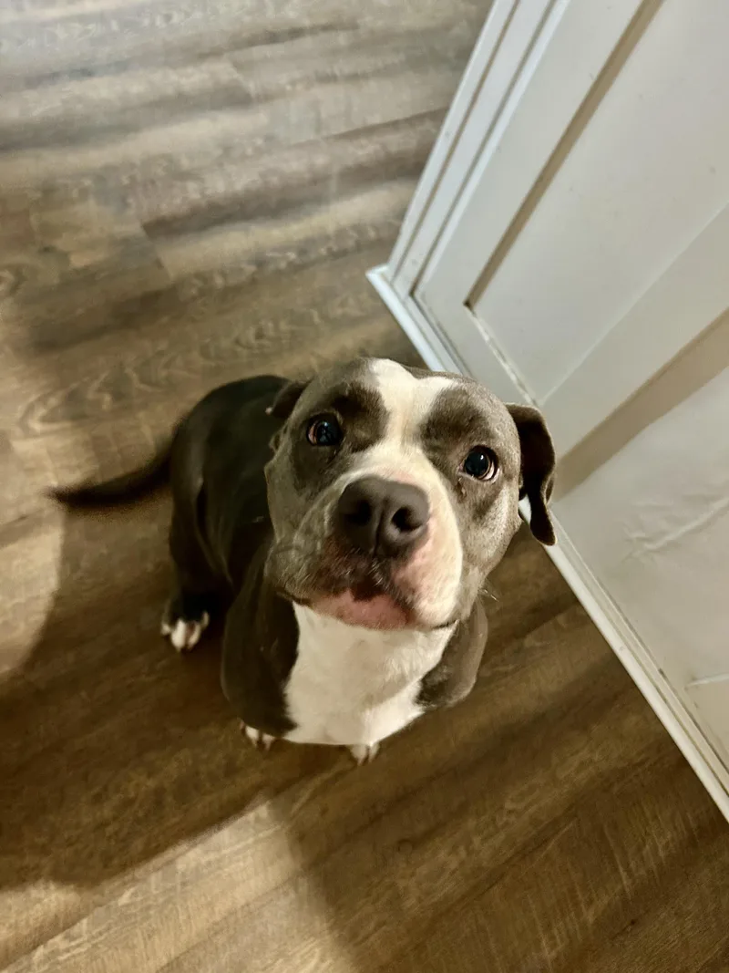 A young medium-sized female American Staffordshire Terrier dog named Macy for adoption in conroe, TX