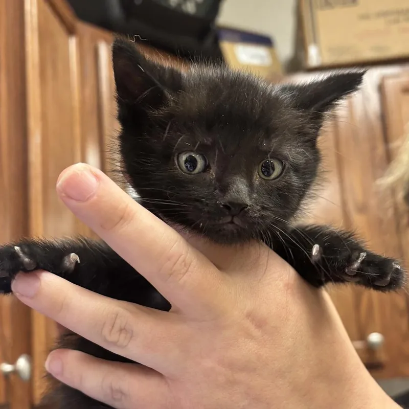 A baby small-sized male Black Domestic Short Hair cat named Nemo  U for adoption in Tupelo, MS