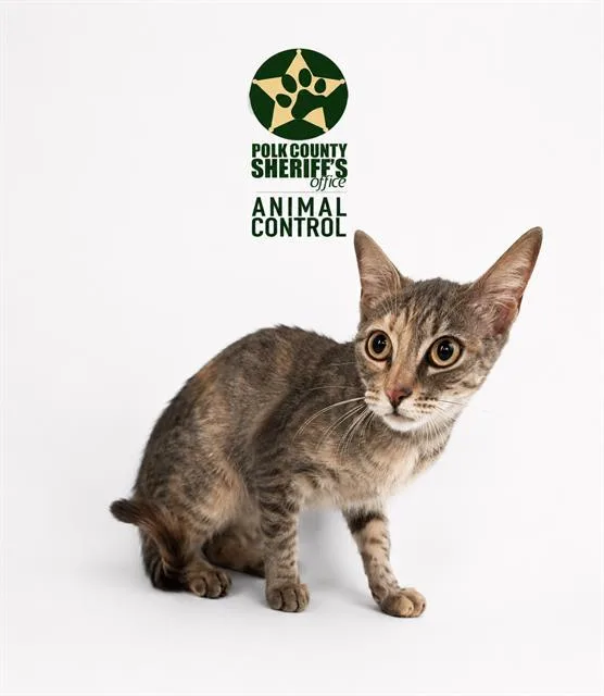 A young medium-sized female Domestic Short Hair cat named Dolly for adoption in Winter Haven, FL