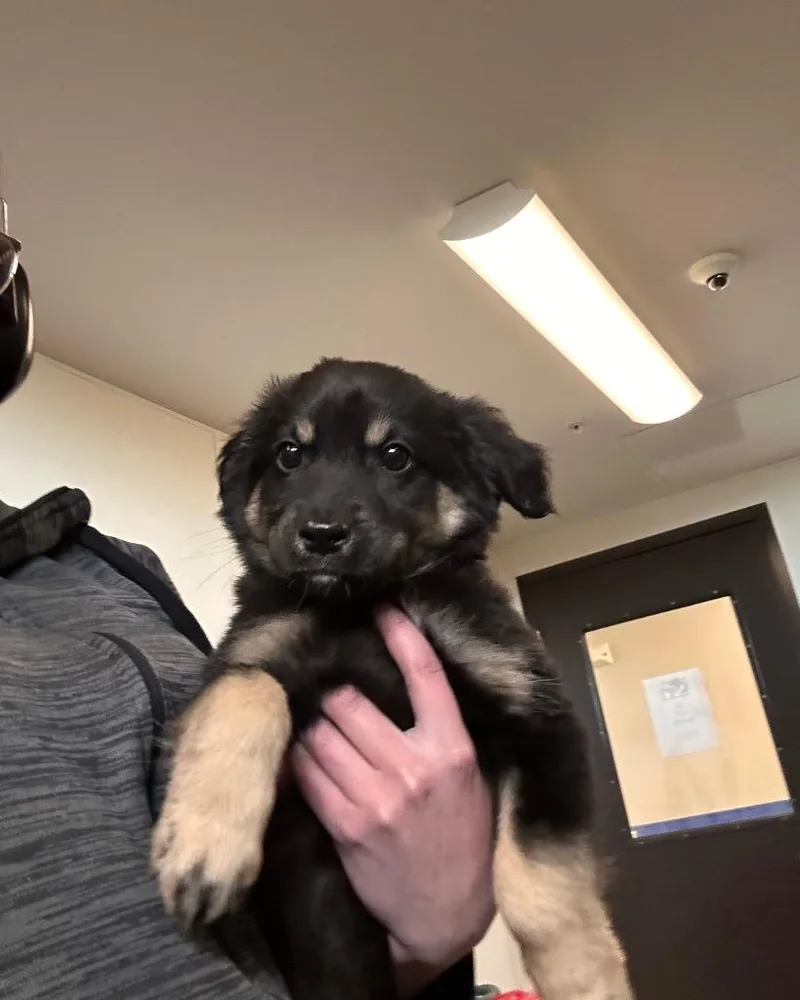 Bohemian Rhapsody thumbnail 2