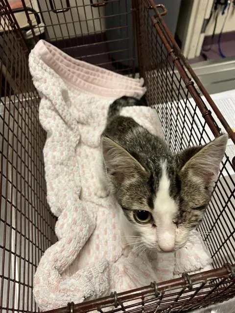A baby small-sized male Domestic Short Hair cat named Demitri for adoption in Long Beach, CA