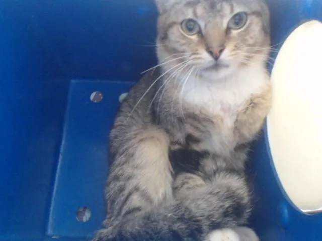 A young medium-sized male Domestic Short Hair cat named Lysander for adoption in Orlando, FL