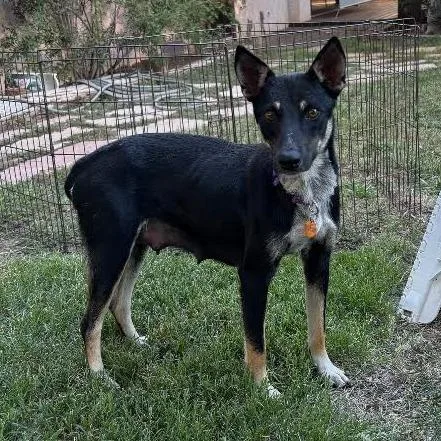 A young medium-sized female Black Mixed Breed dog named Dolly for adoption in Prescott, AZ