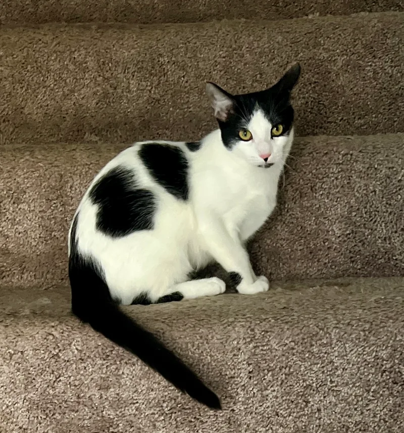 Chouchou thumbnail 2