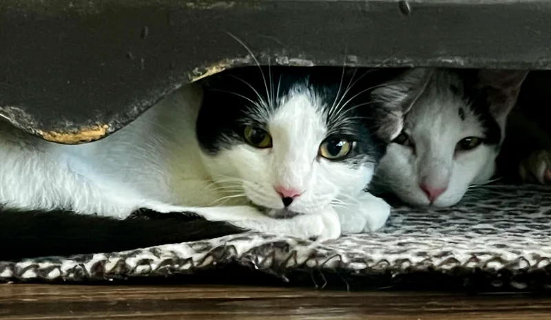 Chouchou thumbnail 3