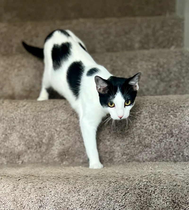 Chouchou thumbnail 4