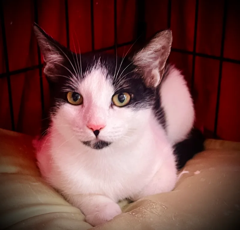 Chouchou thumbnail 5