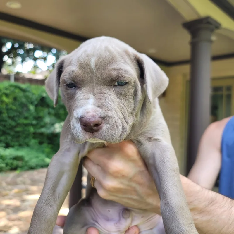 A baby medium-sized male White / Cream Pit Bull Terrier dog named Chunk for adoption in Dallas, TX