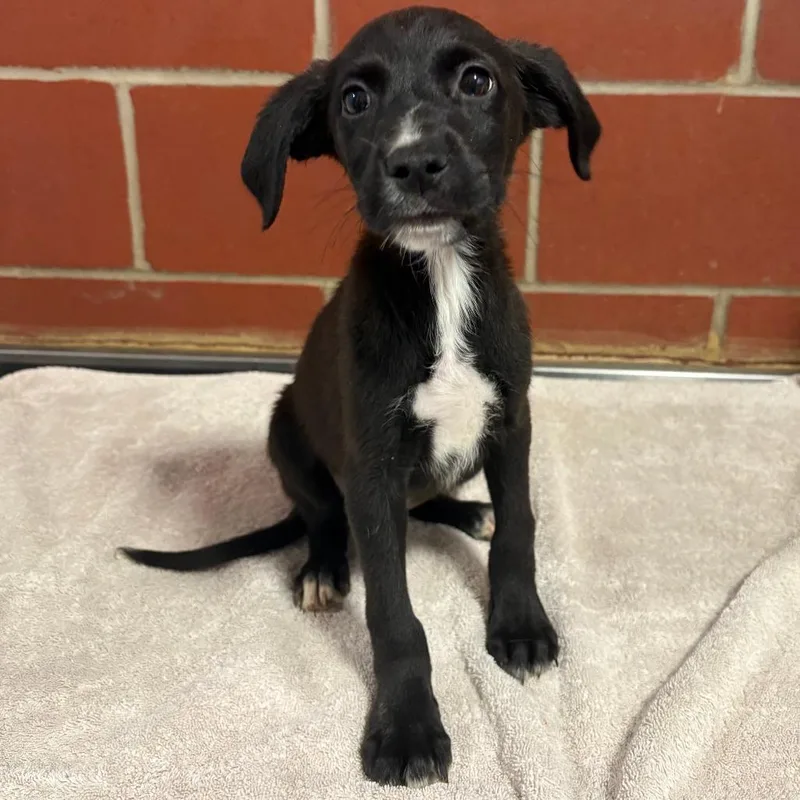 A baby small-sized male Black Golden Retriever dog named Buck for adoption in Cabot, AR