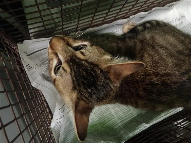 A young medium-sized male Domestic Short Hair cat named Parajo for adoption in Los Angeles, CA