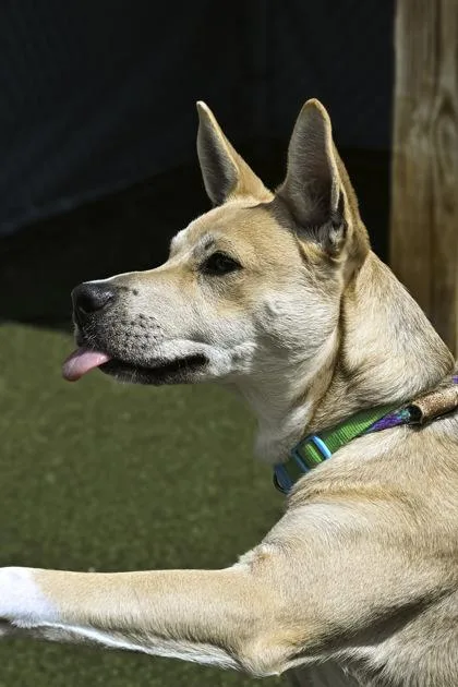 A young medium-sized male Carolina Dog dog named Kango for adoption in Fishers, IN