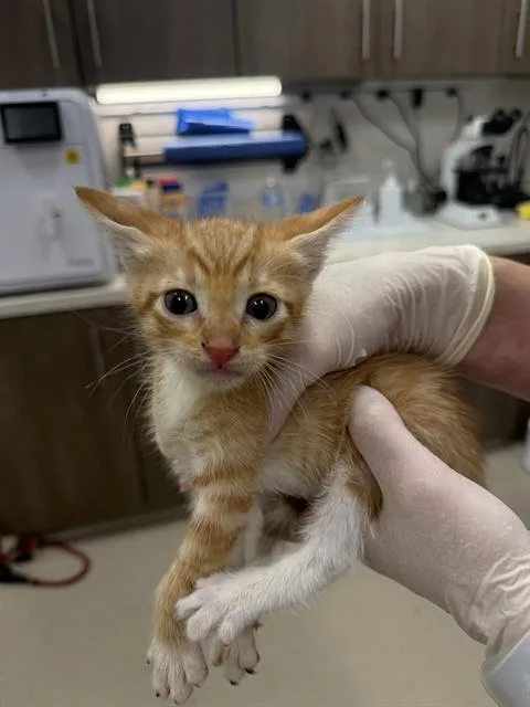 A baby small-sized male Domestic Short Hair cat named Gabriel for adoption in Baytown, TX