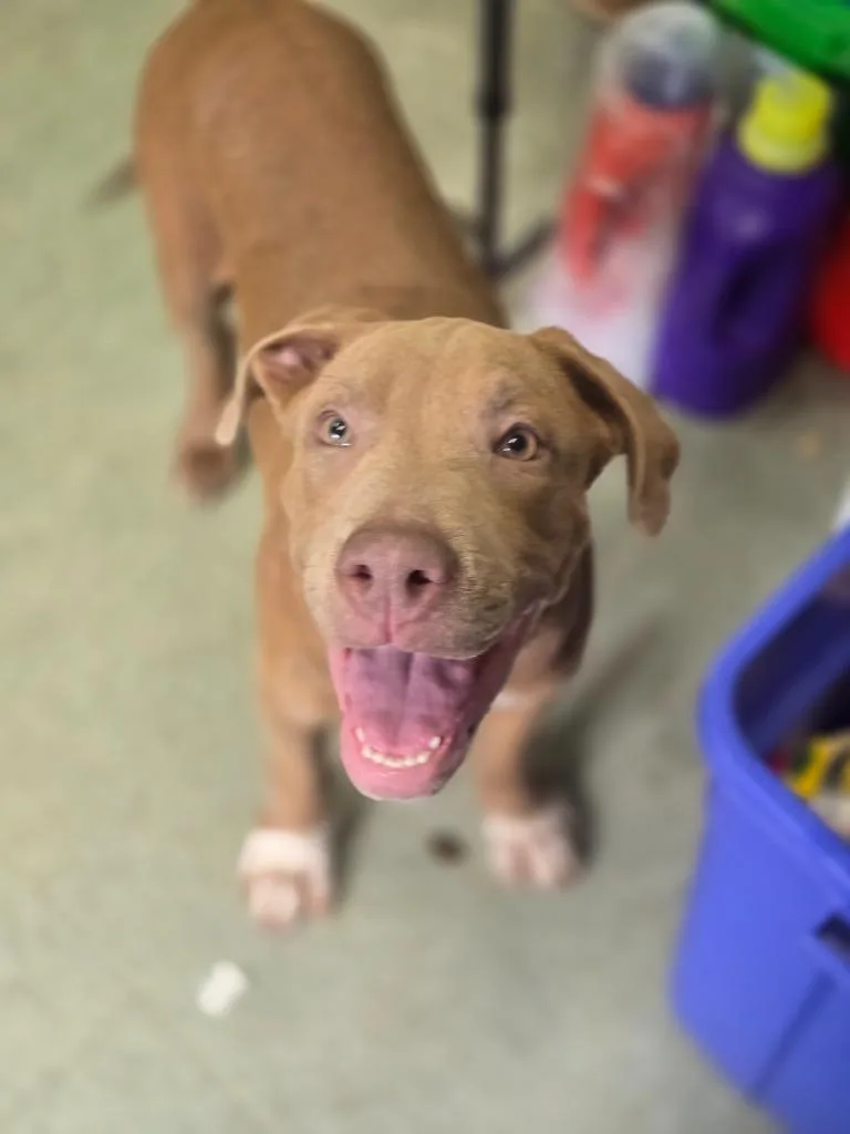 A baby medium-sized male Mixed Breed dog named Bambam for adoption in Danielsville, GA