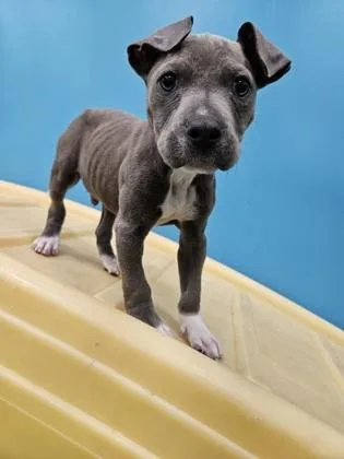 A baby small-sized male Pit Bull Terrier dog named Tom for adoption in Westland, MI