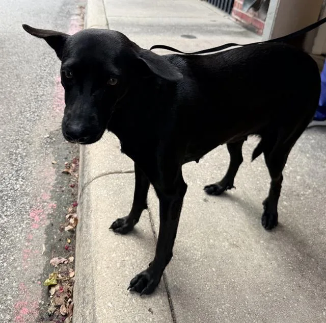 An adult medium-sized female Labrador Retriever dog named Justice for adoption in San Antonio, TX