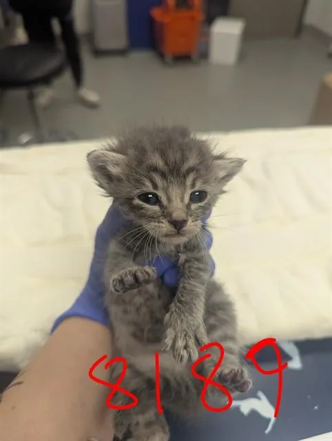 A baby small-sized male Domestic Short Hair cat named Luffy for adoption in Ontario, CA