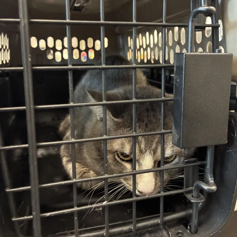 A young medium-sized male Gray / Blue / Silver Domestic Short Hair cat named Eastwood for adoption in Los Angeles, CA