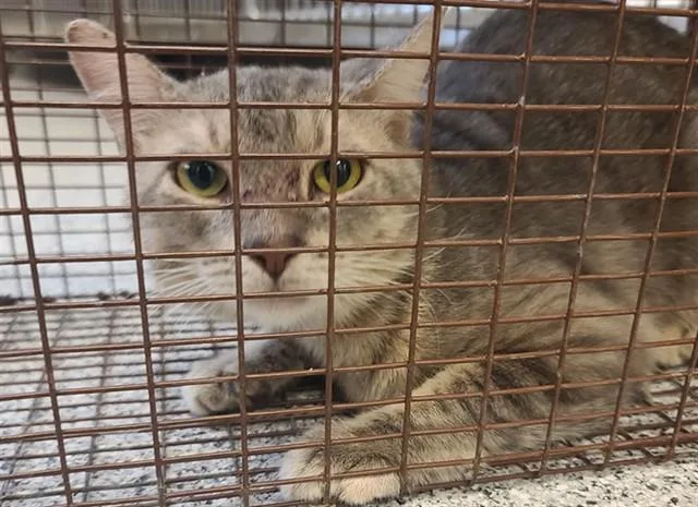 A young medium-sized male Domestic Short Hair cat named Chop for adoption in Houston, TX
