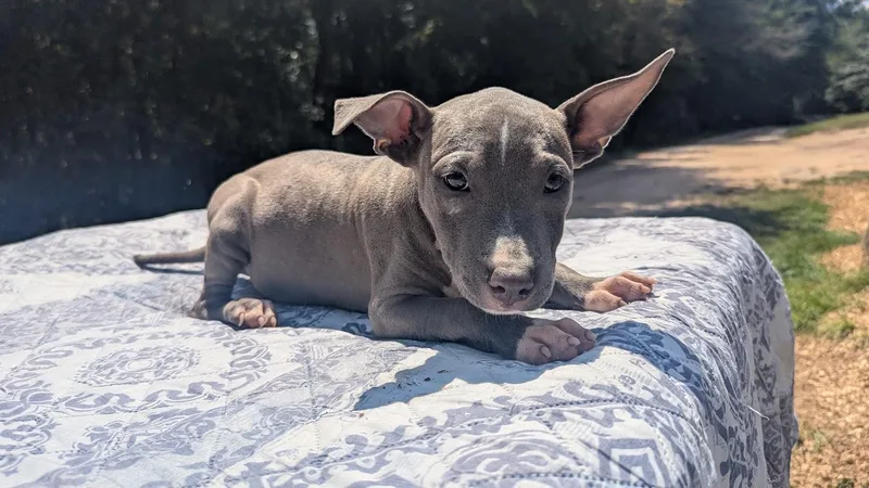 A baby large-sized female Pit Bull Terrier dog named Tilly for adoption in Fosters, AL